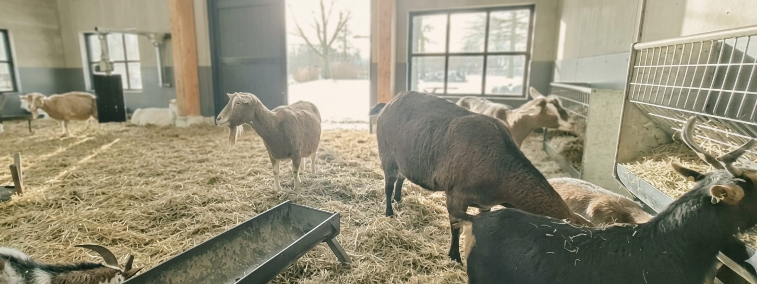 Kinderboerderij IJsselstee Nieuwegein peuter dieren aaien